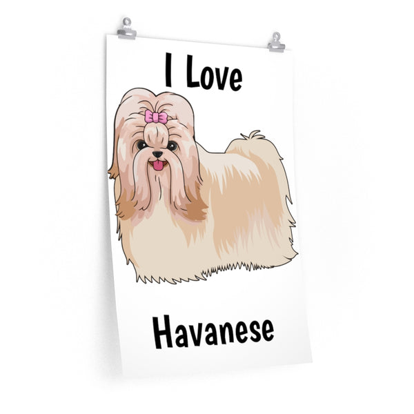 Havanese Premium Matte vertical posters