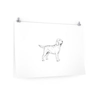 Labrador Retriever Posters