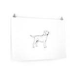 Labrador Retriever Posters