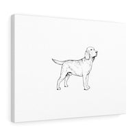 Labrador Retriever Stretched canvas