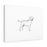 Labrador Retriever Stretched canvas