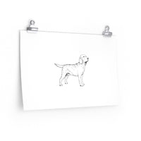 Labrador Retriever Posters