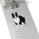 Border Collie Kiss-Cut Stickers, White or Transparent, 4 Sizes, Indoor, Not Waterproof, FREE Shipping, Made in USA!!