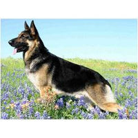 German Shepherd DIY, Diamond Embroidery, Diamond Painting, Cross Stitch